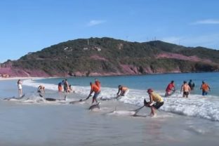 30 delfínov uviazlo na pláži