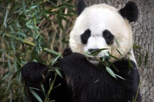 Panda veľká vo washingtonskej zoo priviedla na svet dvoch potomkov