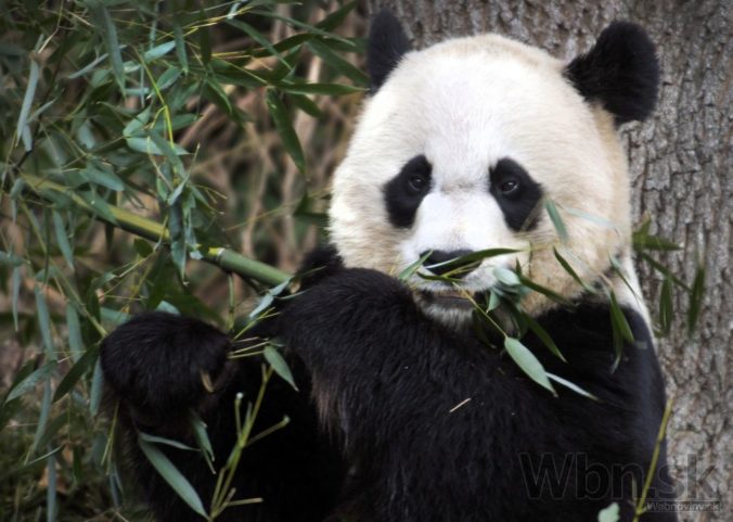 Panda veľká vo washingtonskej zoo priviedla na svet dvoch potomkov