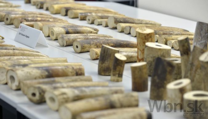 V Zürichu zhabali 262 kilogramov slonoviny