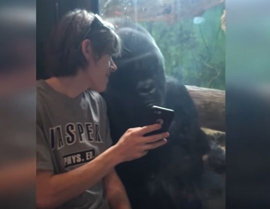 Ako zareaguje gorila, keď jej mladík ukáže obrázky iných goríl?