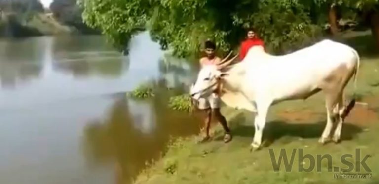 Dokonalý skok do vody? Tento býk vám ho predvedie