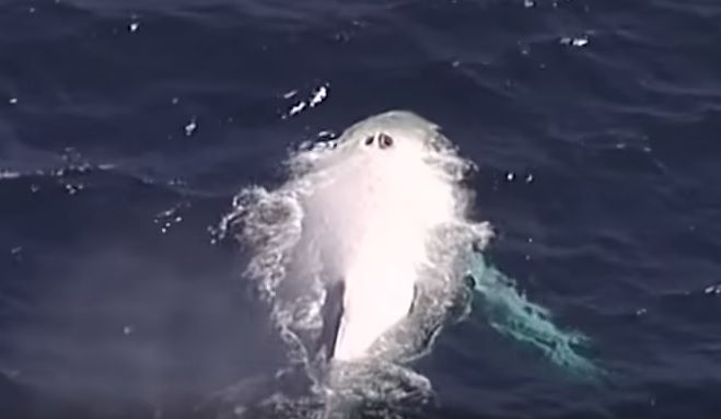 Nádherné zábery bielej veľryby Migaloo