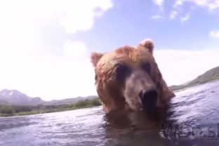 Video: Ruský fotograf načapal medveďov na rybačke