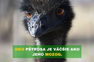 Zaujímavé fakty #3: Oči má väčšie ako mozog