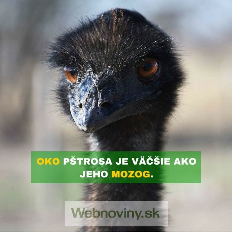 Zaujímavé fakty #3: Oči má väčšie ako mozog