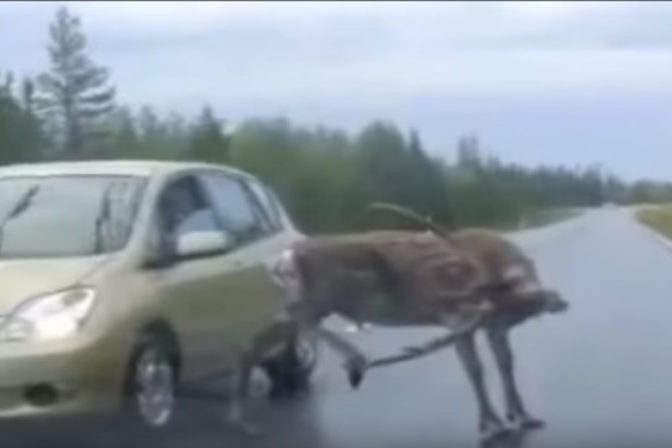 Stretnutie s losom na ceste pocas jazdy autom.png