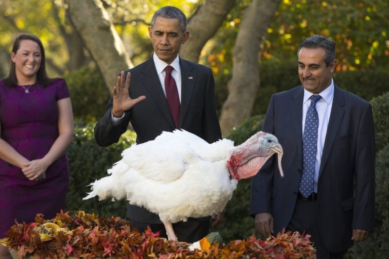 V predvečer Dňa vďakyvzdania Obama omilostil moriakov