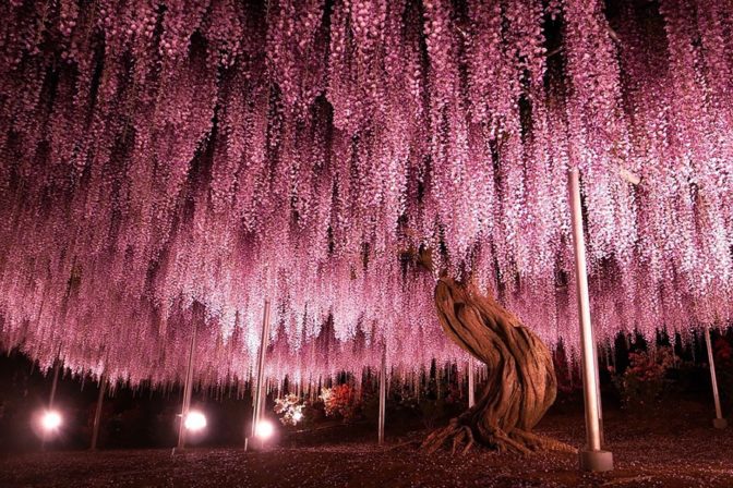 144 ročná Wisteria V Japonsku