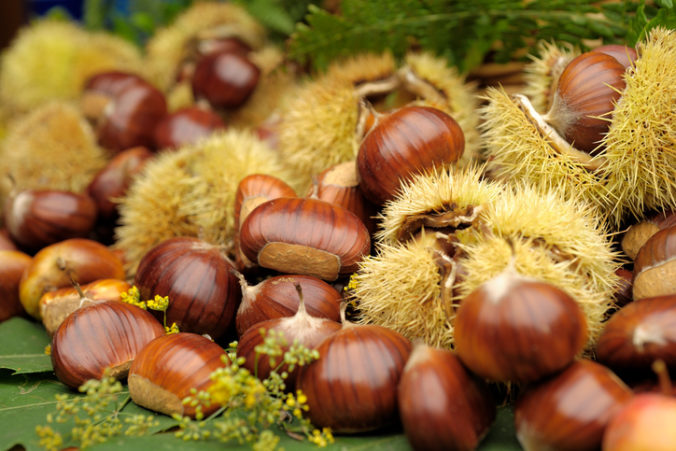 Collection of chestnuts in autumn
