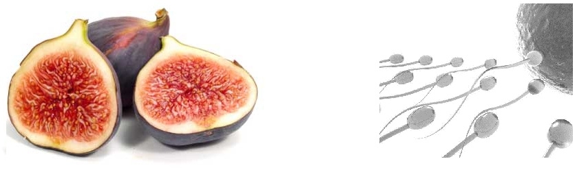 Tvar jedla ukazuje, ktorý orgán dokáže liečiť