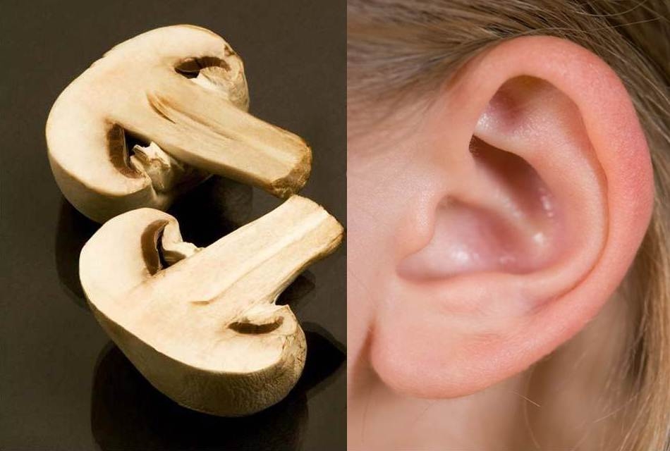 Tvar jedla ukazuje, ktorý orgán dokáže liečiť