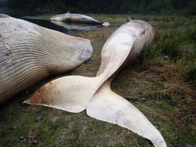 Vedci objavili v zátoke v Patagónii 300 uhynutých veľrýb