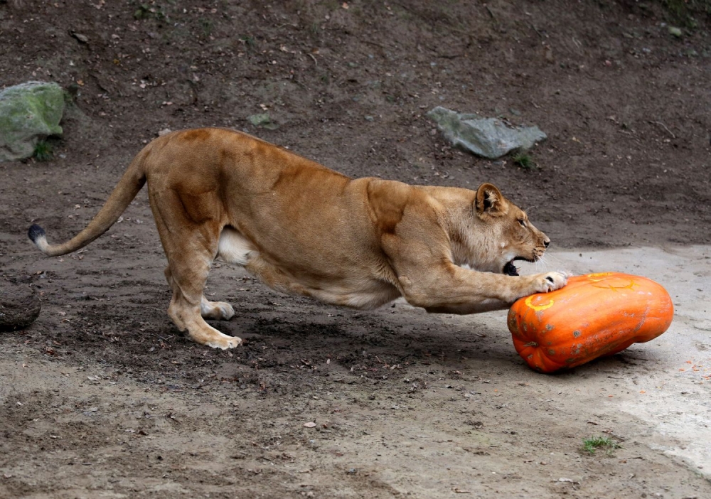 Zoo Bratislava