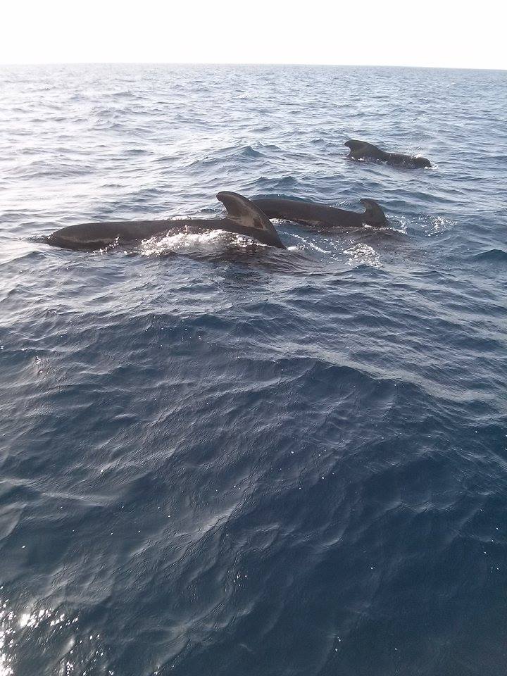 Tenerife