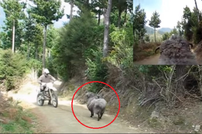 Baran vs motorkar v lese.png