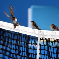 Najkrajšie momenty zo štvrtého dňa Australian Open