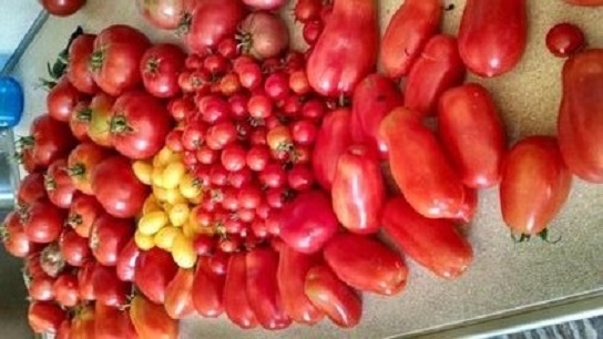 Ženy pili paradajkovú šťavu 2 mesiace. Výsledok ťa prekvapí!