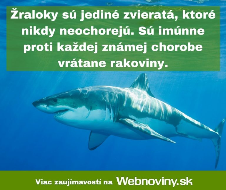 Fakt