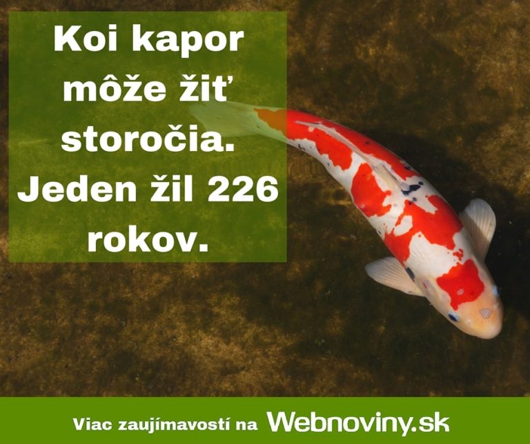 Fakt