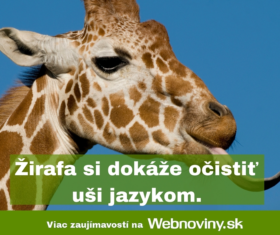Fakt
