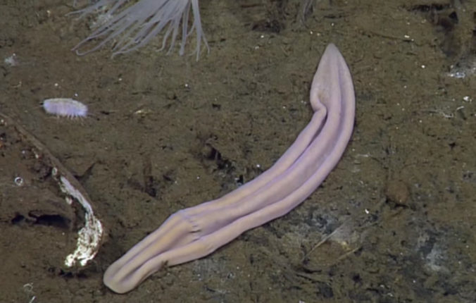 Rozlúštili záhadu morského živočícha pripomínajúceho ponožku