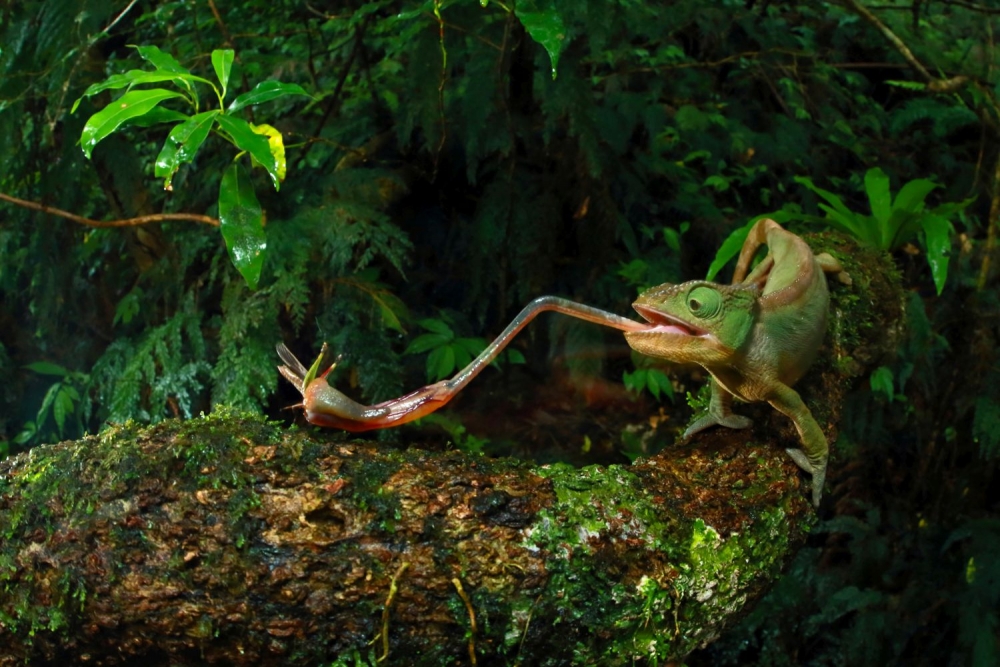Víťazné fotografie World Press Photo za rok 2015