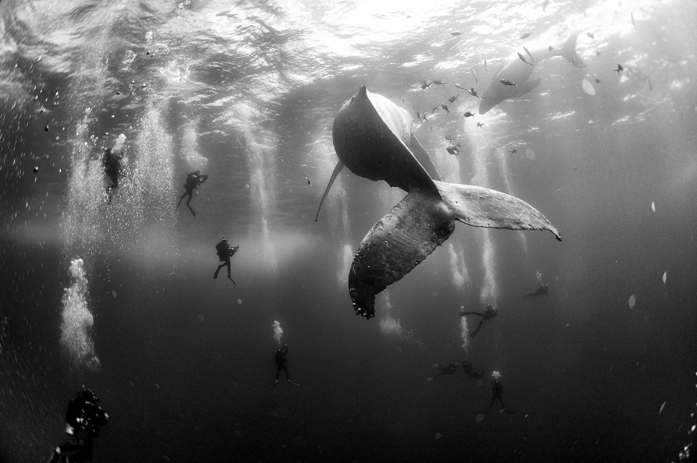 Víťazné fotografie World Press Photo za rok 2015