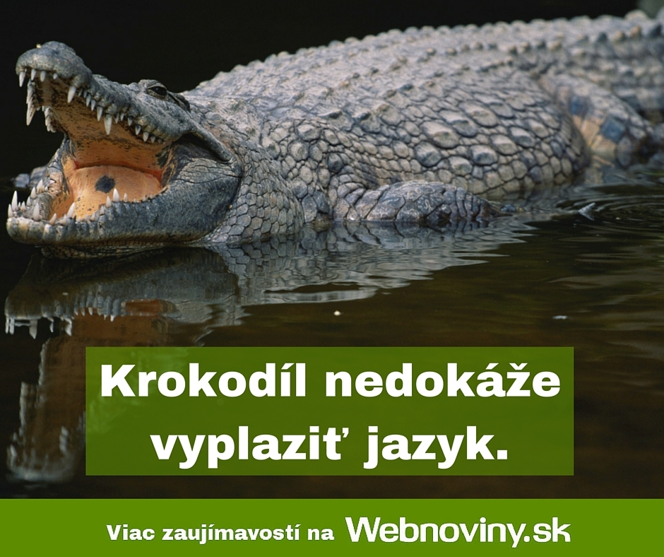 Fakt