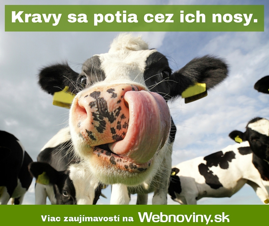 Fakt