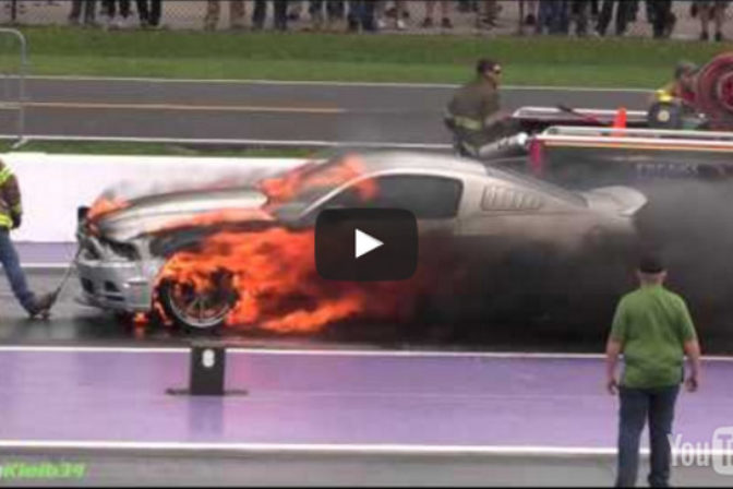Horiaci mustang.png