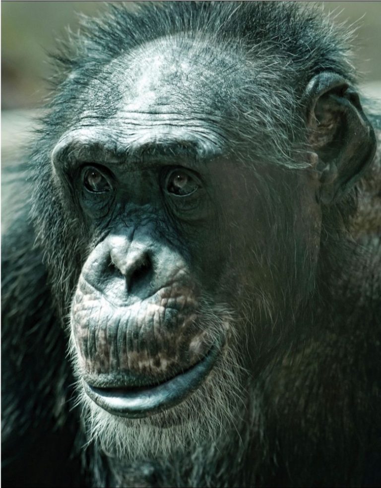 Kongo