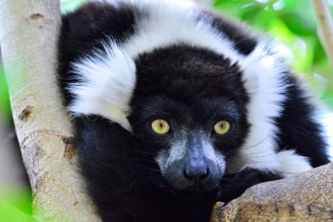 Lemur