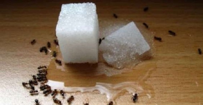 Máte doma mravce? Takto sa ich môžete zbaviť.