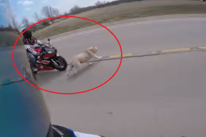 Motorkar verzus pes.png