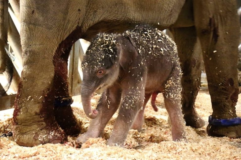 V Pražskej zoo majú nový prírastok, váži 104 kilogramov