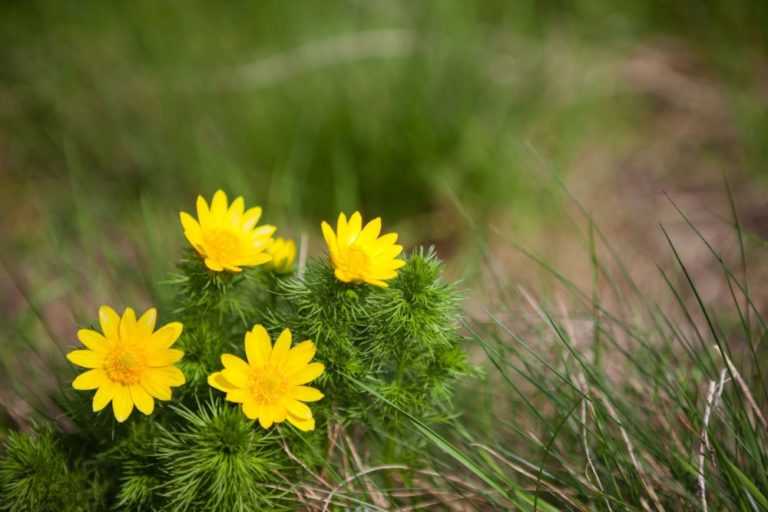 Adonis vernalis