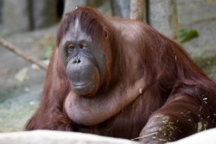 Druhá najstaršia samica orangutana bornejského na svete