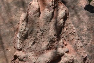 Na severe Katalánska našli 230 miliónov rokov starú stopu predchodcu d