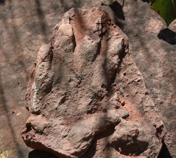 Na severe Katalánska našli 230 miliónov rokov starú stopu predchodcu d