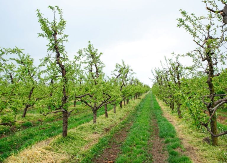 Ovocinári a vinári hlásia miliónové škody