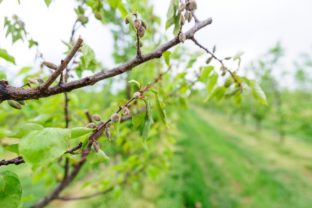 Ovocinári a vinári hlásia miliónové škody