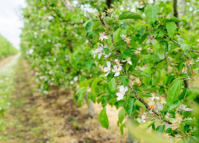 Ovocinári a vinári hlásia miliónové škody