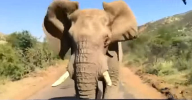 Arnolda Schwarzeneggra naháňal počas výletu v Afrike slon