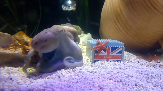 Chobotnica Otto má o britskom referende jasno