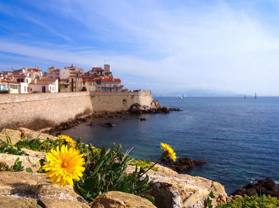 Dandelion 745753_960_720.jpg