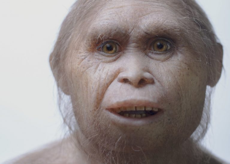 Homo floresiensis