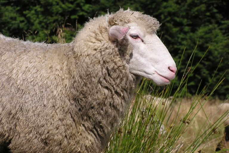 Ovca