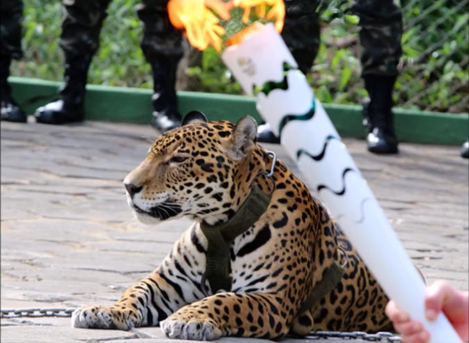 Po olympijskej slávnosti zastrelili maskota - jaguára Jumu