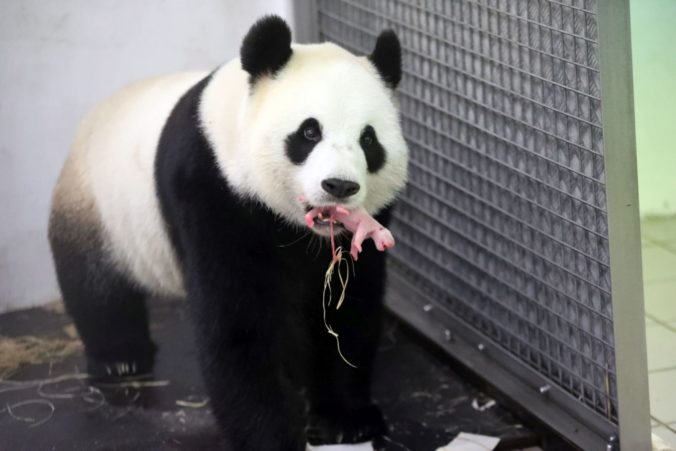 V belgickej zoologickej záhrade sa narodila panda